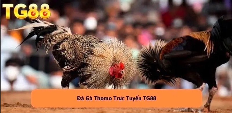  Đá Gà Thomo Trực Tiếp  - Trải Nghiệm Không Thể Bỏ Lỡ TG88