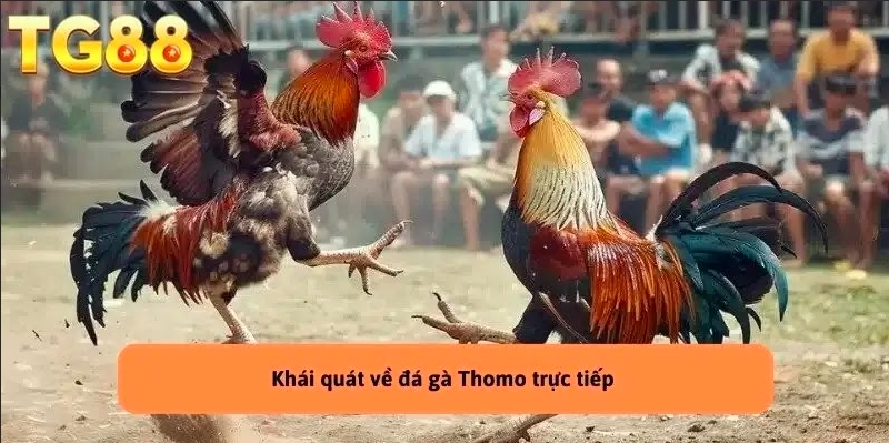  Đá Gà Thomo Trực Tiếp  - Trải Nghiệm Không Thể Bỏ Lỡ TG88