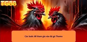 Đá Gà TG88 – Tranh Đấu Chiến Kê Hấp Dẫn, Kèo Cược Hay Mỗi Ngày!
