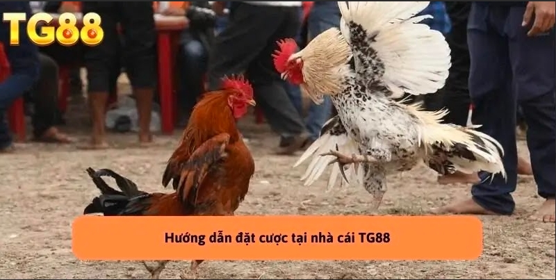 Đá Gà Cựa Dao – Môn Thể Thao Hấp Dẫn Tại Nhà Cái TG88