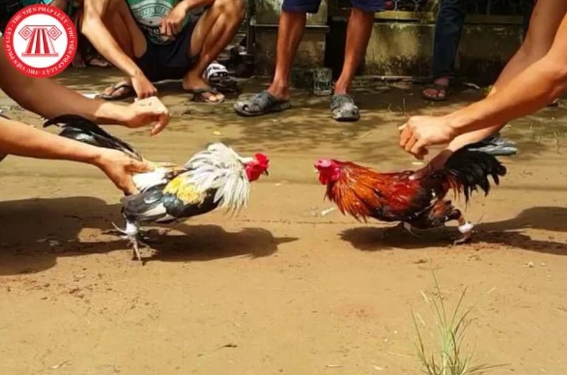Tìm hiểu chi tiết về luật đá gà cơ bản của nhà cái TG88