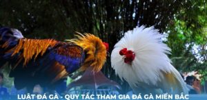 Tin Tức