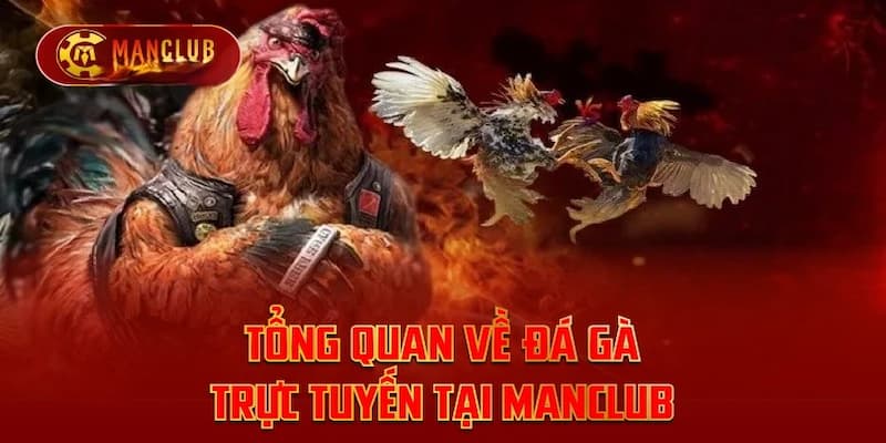 Đá gà Manclub - Sân chơi đá gà online cho người chơi mới